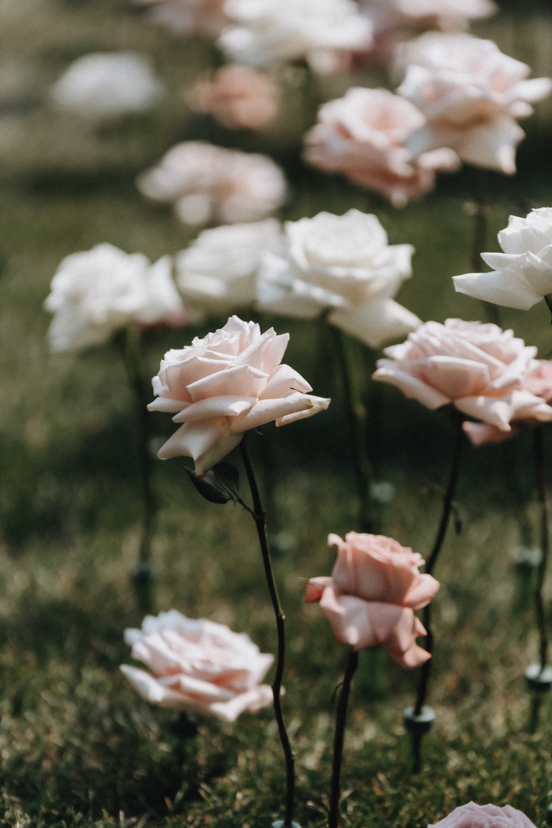 A close up shot of the spectacular full, open rose blooms lining the aisle.