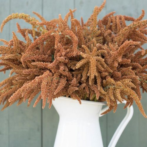 Drapey carmel toned amaranthus variety "hot biscuits".