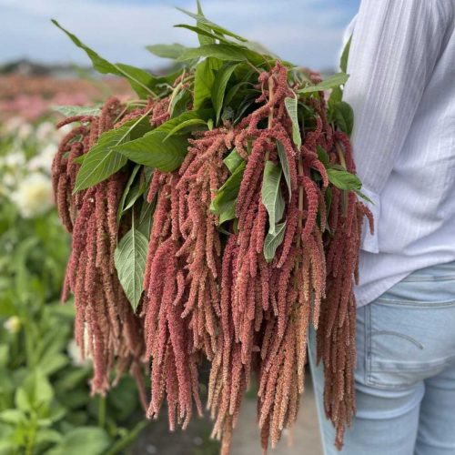 A slightly more pink toned hanging amaranthus variety "coral fountain".
