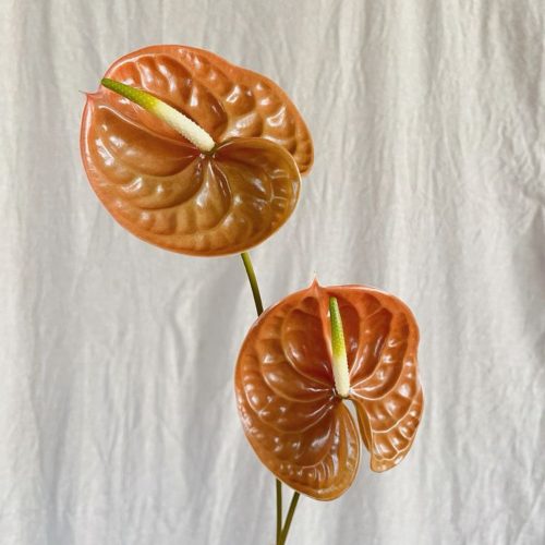 Tropical anthurium with a brown tone.