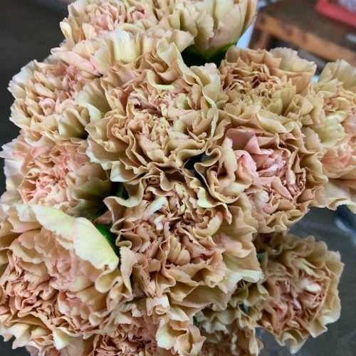 Carnation variety "lege marrone" is a beige colour with soft pink toward the center.