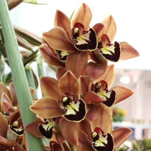 A variety of brown toned cymbidium orchids with dark burgundy accents.