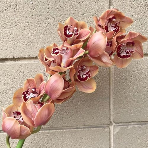 Copper cymbidium orchids with burgundy accents on their throats.