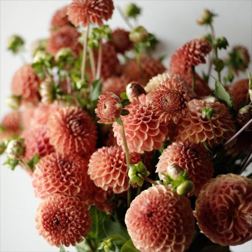 A rusty variety of dahlias called "cornel bronze".
