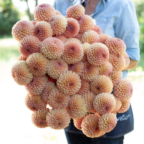 A peachy toned variety of dahlias called "valley tawny".