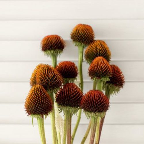Gorgeous echinacea pods have an iridescent appearance with browns, oranges and reds.