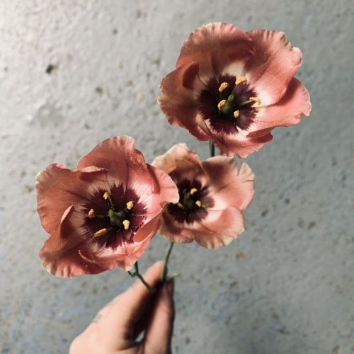 A very true mocha toned flower, mocha lisianthus with their petals reflexed to show off their colour and pretty centers.