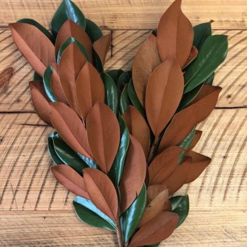Magnolia leaves are a rich waxy green on one side with a soft velvety brown underside.