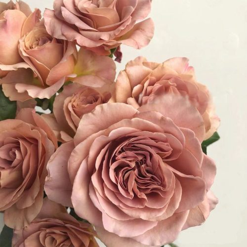 "Cafe Latte" Roses are a very pretty dusty rose colour with hints of brown.