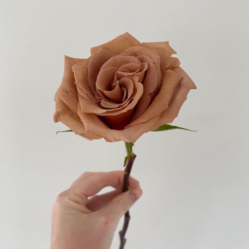 "Toffee" Roses are the perfect addition for a mocha mousse inspired wedding.