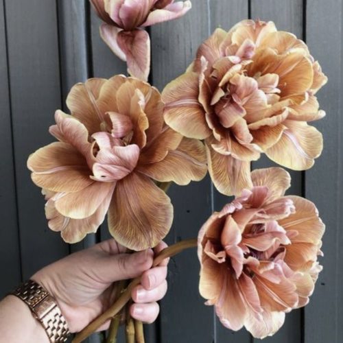 Dyed brown double tulips with reflexed petals for gorgeous colour and texture.