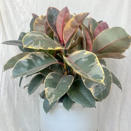 Ficus Tineke
