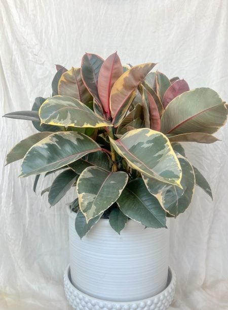 Ficus Tineke
