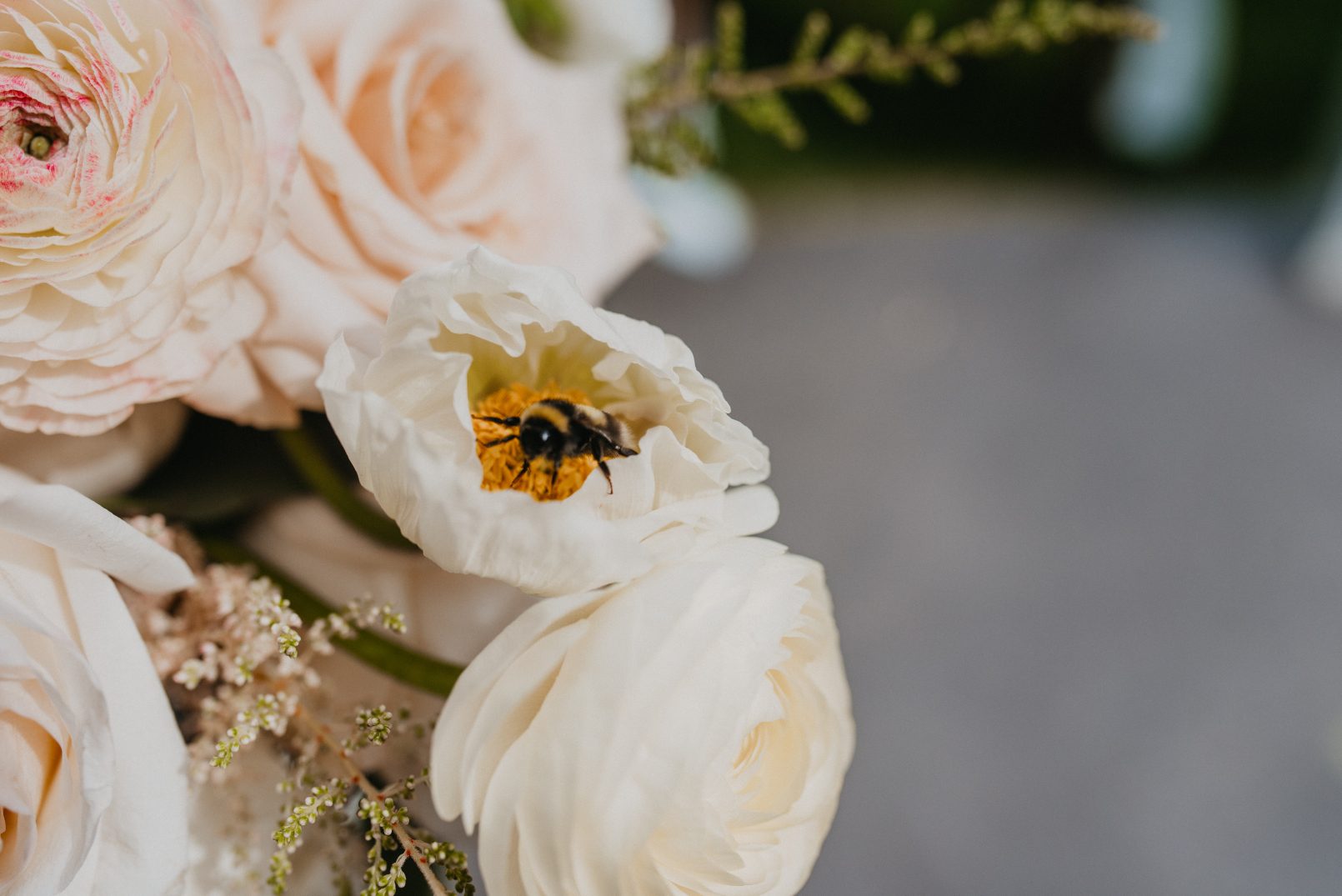 A close up of a bumblebee nestled inside a white poppy, surrounded by blush roses, ranunculus and astilbe.