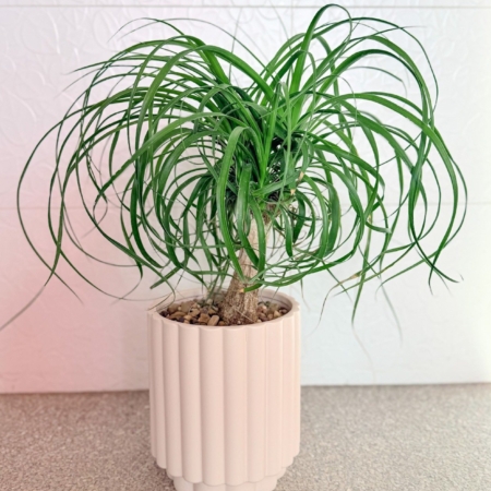 ponytail palm