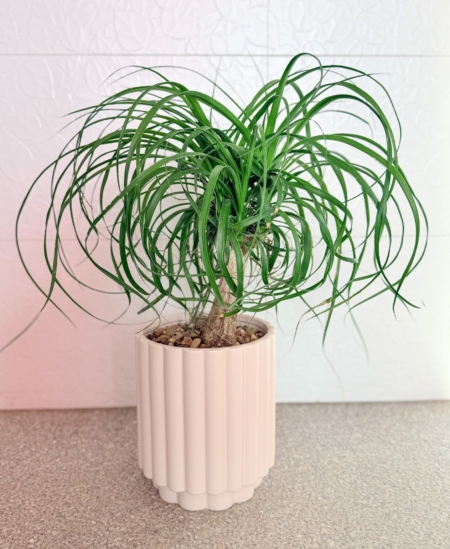 ponytail palm
