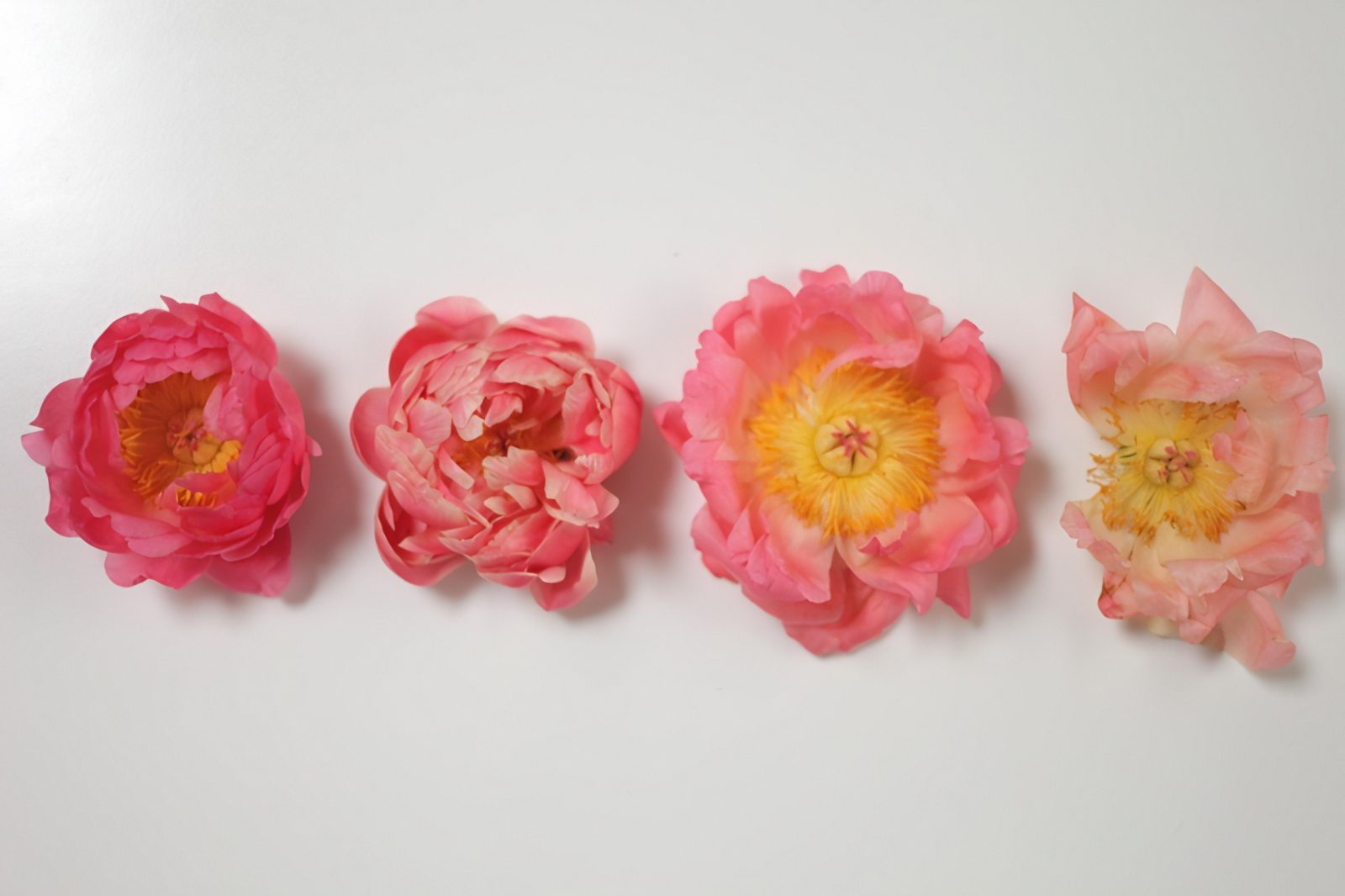 A demonstration of Coral Charm peonies as they age, starting incredibly vibrant, and as it opens more revealing bright yellow centre, the petals fade before they begin to shed.