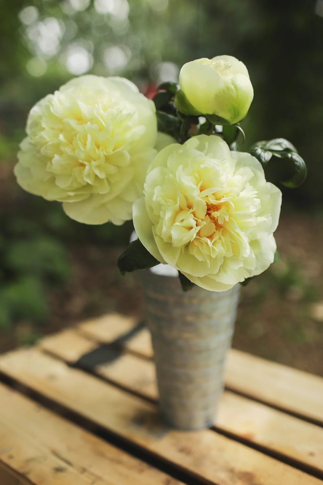 A few blooms of Lemon Chiffon peonies in a container, soft yellow with red accents in the centre.
