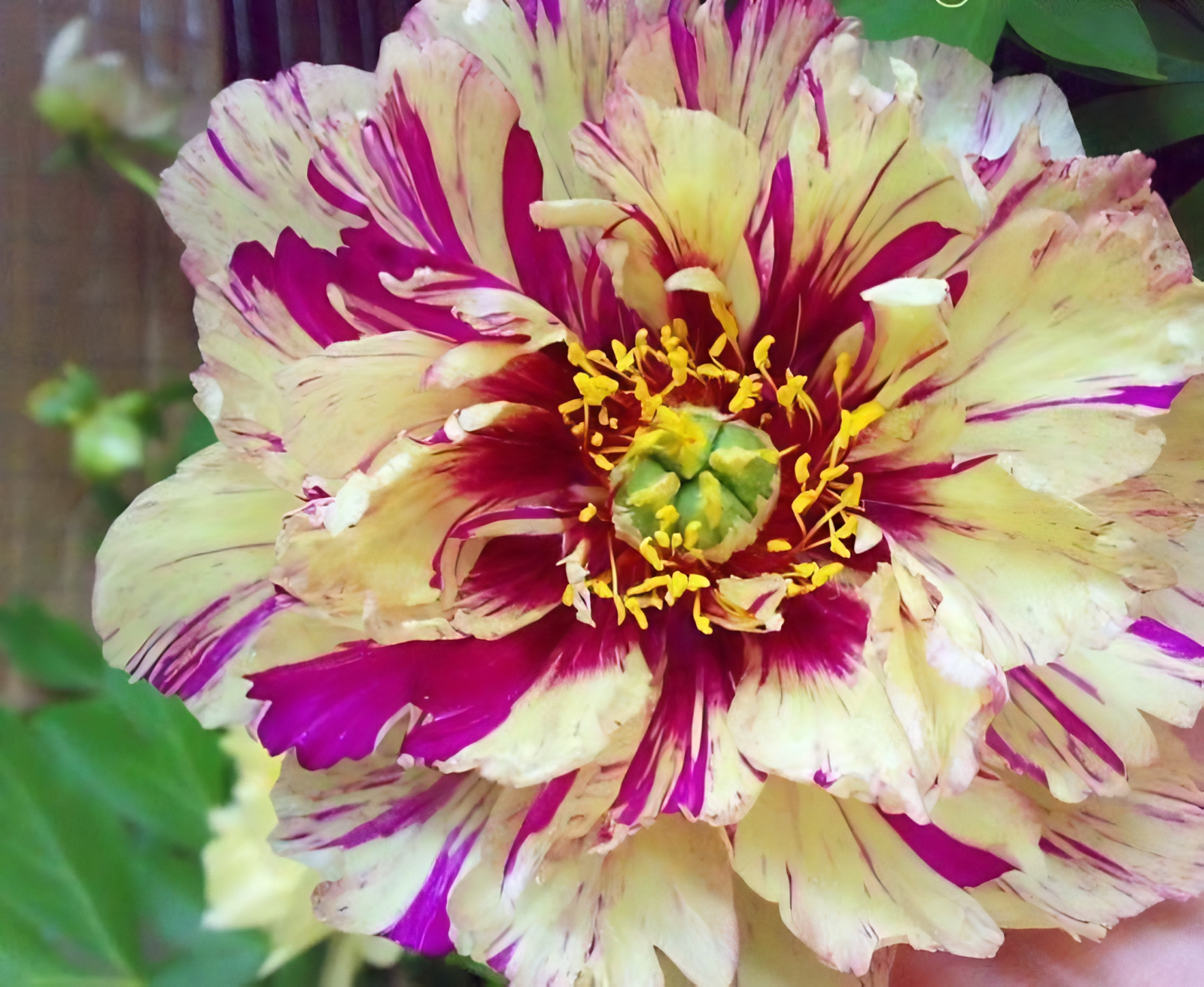 A close up of a variegated creamy yellow and fuchsia peony called "Lollipop".