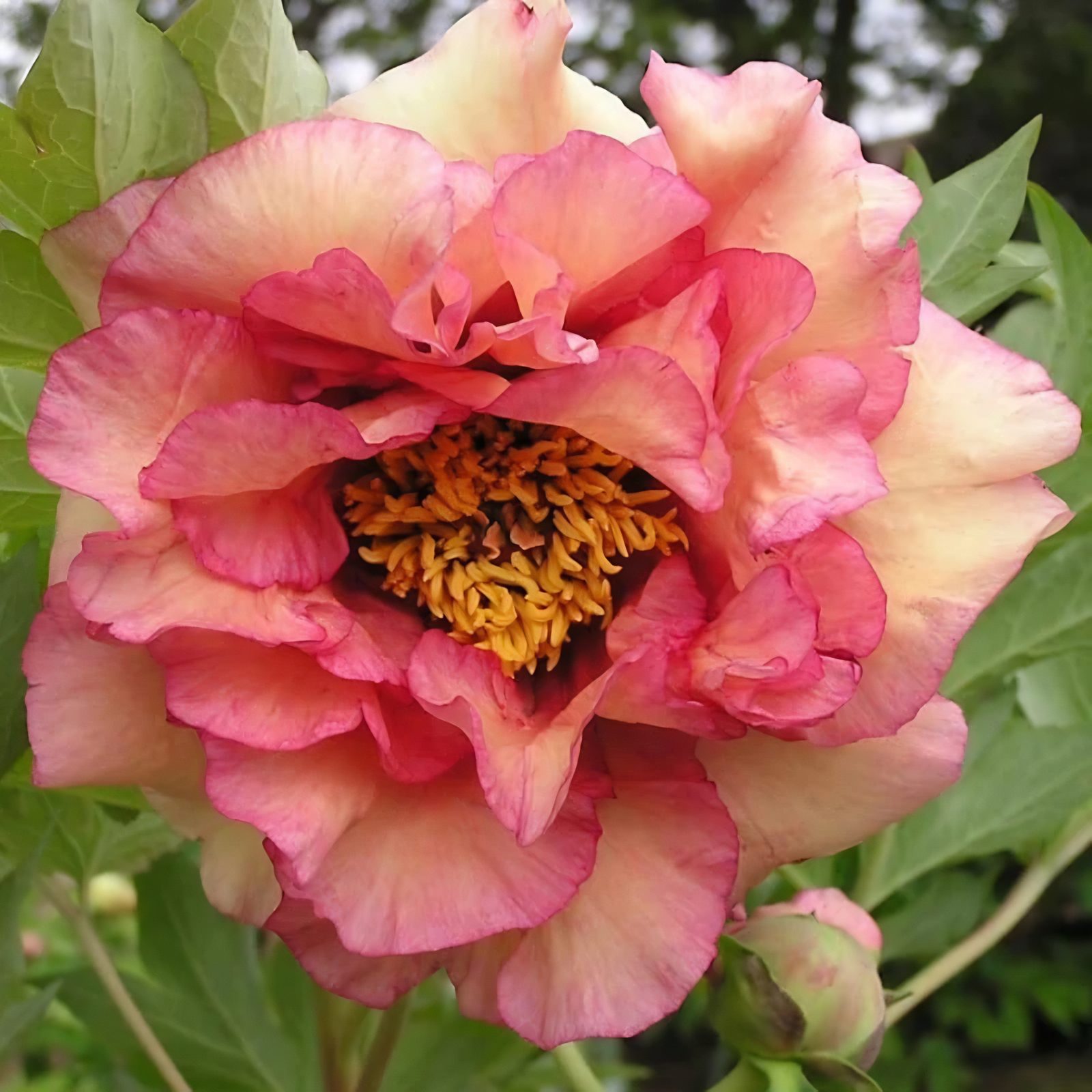 A pretty pinky peachy variety of peony called 'Ruffled Sunset' with burgundy accents at the centre.