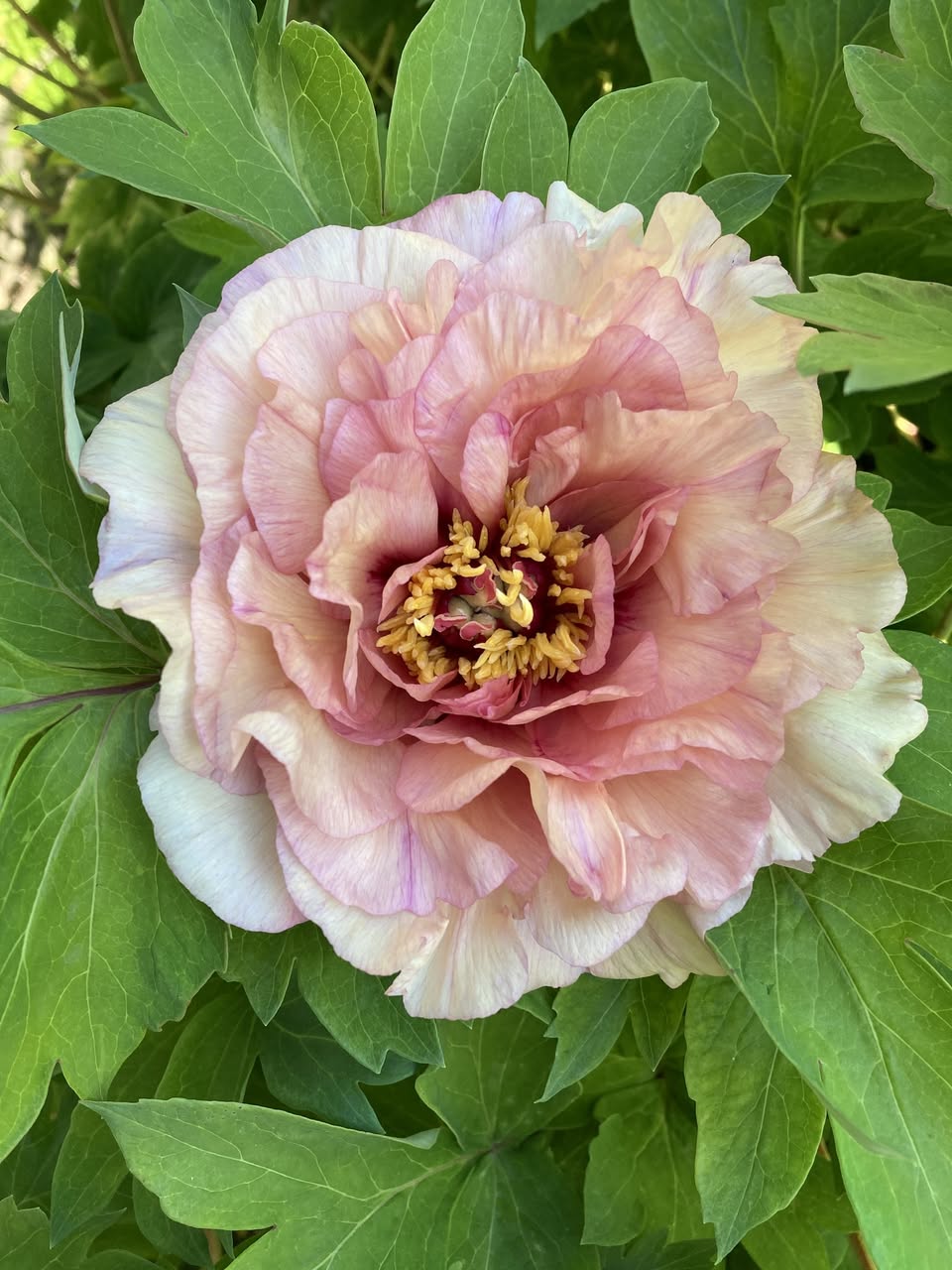 A unique variety of peony called Theresa Anne that is burgundy to the centre to more of a peach at the outer edge of the petals.