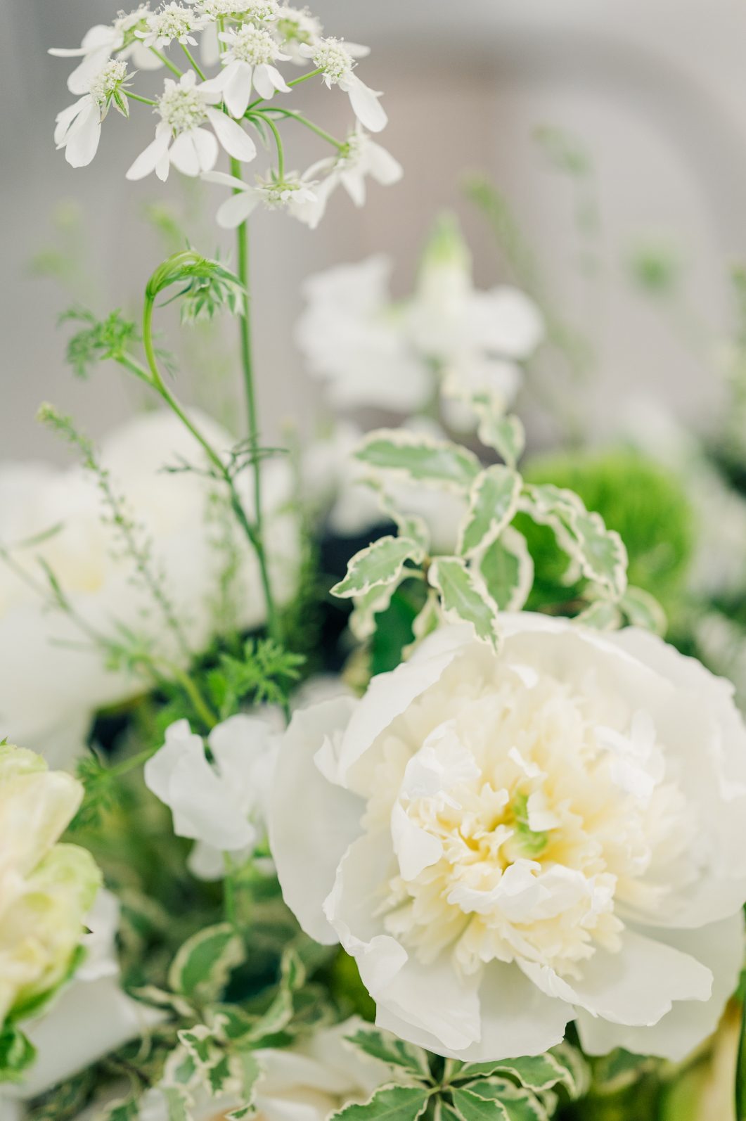A white peony bloom with orlaya and some greenery.