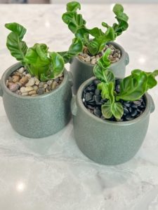 Cobra Fern in green Ceramic Pot