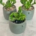 Cobra Fern in green Ceramic Pot
