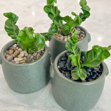 Cobra Fern in green Ceramic Pot