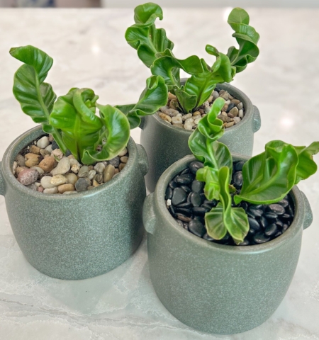 Cobra Fern in green Ceramic Pot