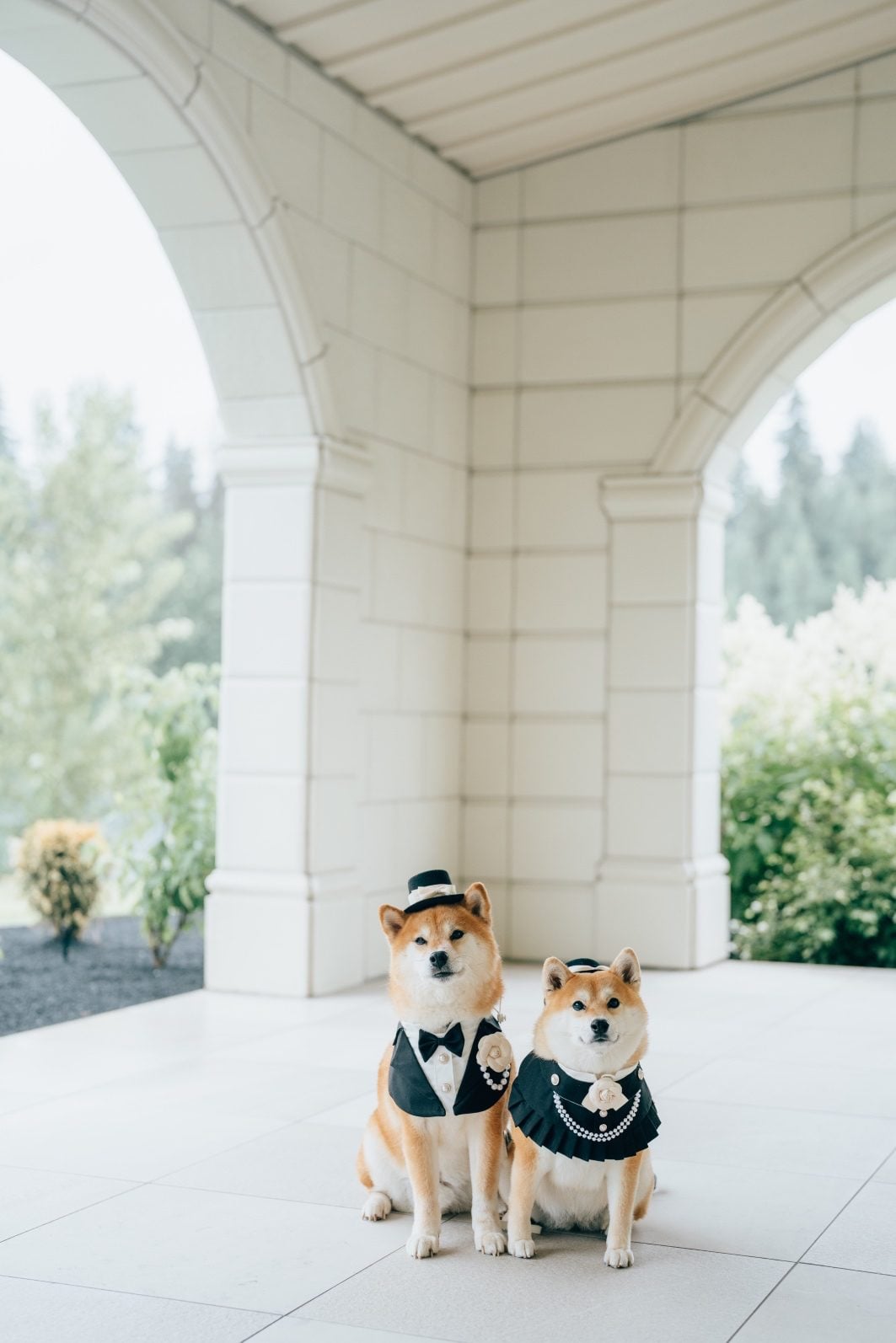 Bride and groom's dogs sit politely in adorable wedding outfits.