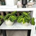 Maranta Plant in a textured pot
