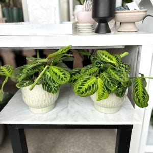 Maranta Plant in a textured pot