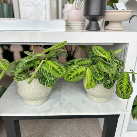 Maranta Plant in a textured pot