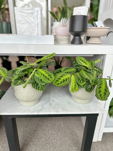 Maranta Plant in a textured pot