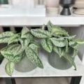 Silver Pothos plant in a green ceramic pot