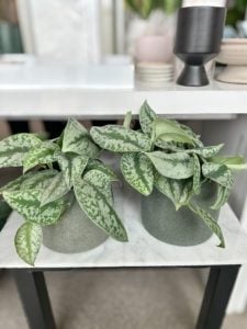 Silver Pothos plant in a green ceramic pot