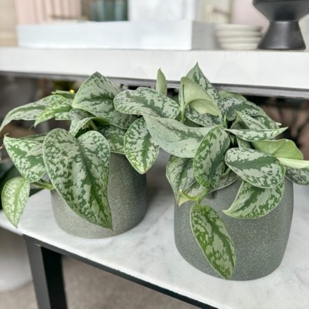 Silver Pothos plant in a green ceramic pot