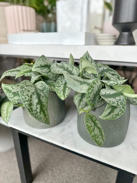 Silver Pothos plant in a green ceramic pot