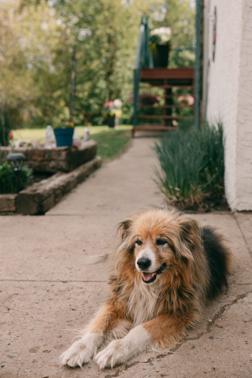 Bride's family dog laying on the concrete outside the home on the property where the ceremony took place.