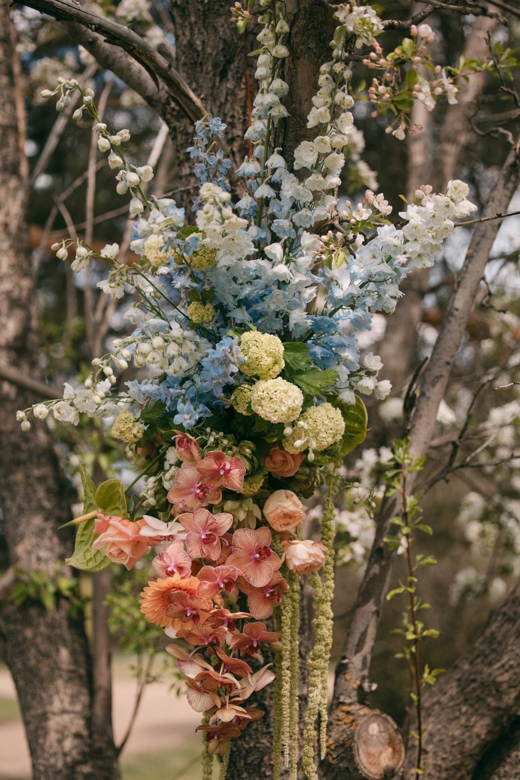 Floral ceremony installation around a blooming tree with blue delphinium, viburnum, orchids, roses and trailing amaranthus.