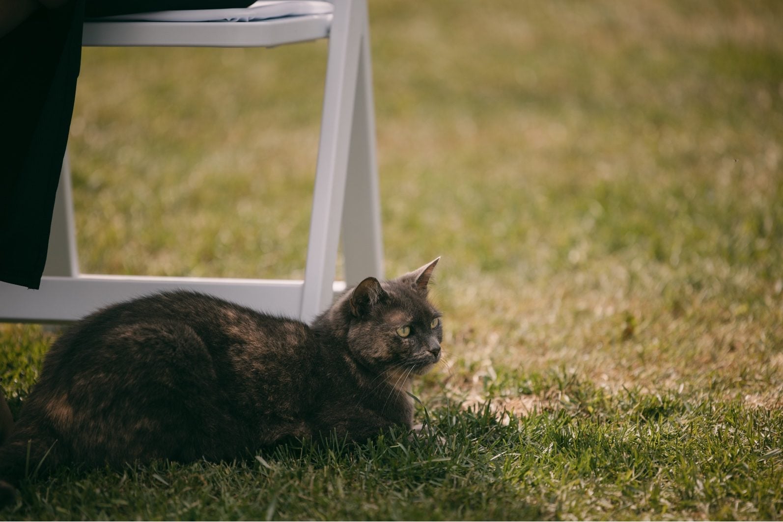 Grey cat resting beside a white ceremony chair during an intimate backyard wedding ceremony.