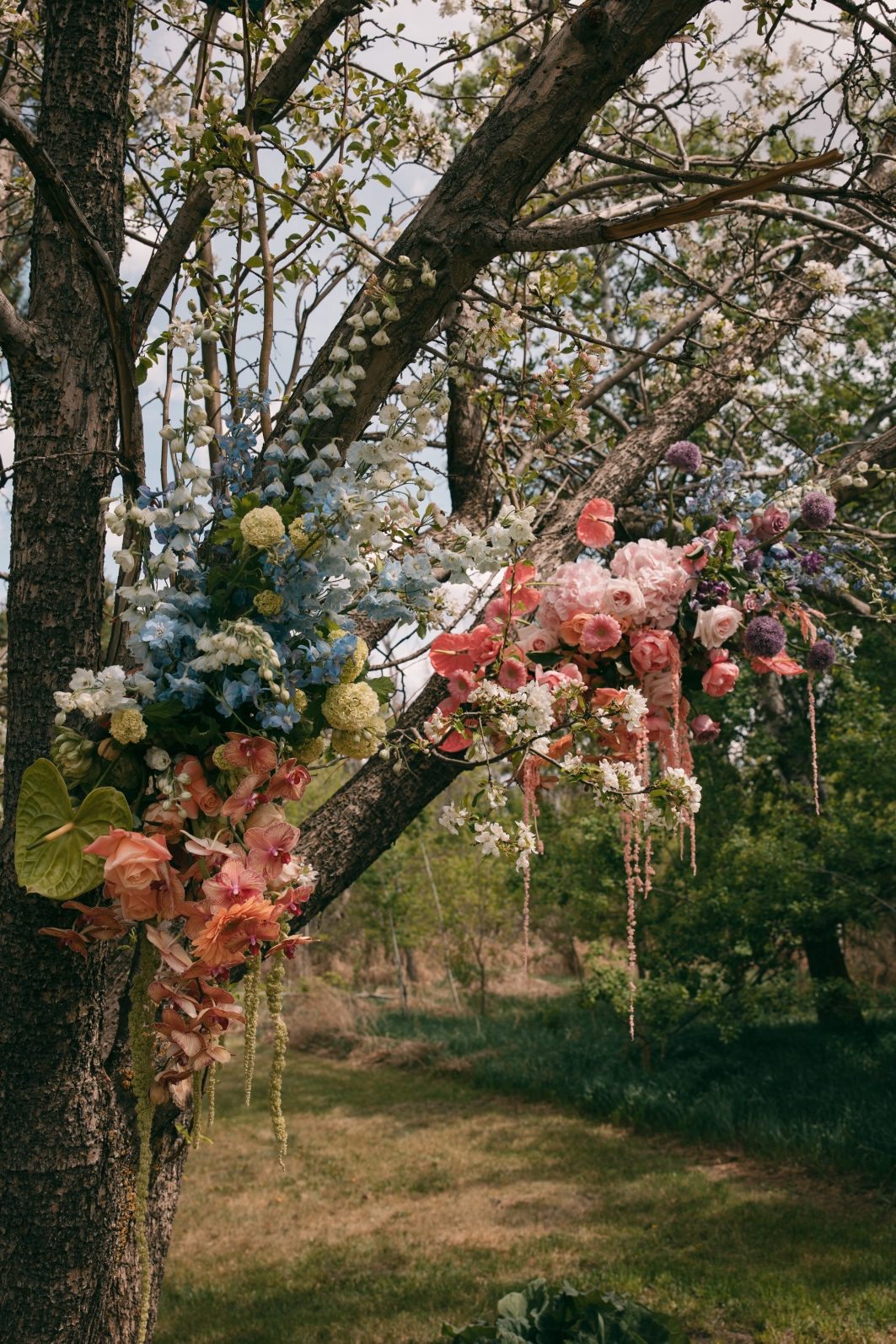 Pastel rainbow ombre floral installation woven through a flowering tree with delphinium, orchids, anthurium, roses and trailing amaranthus.